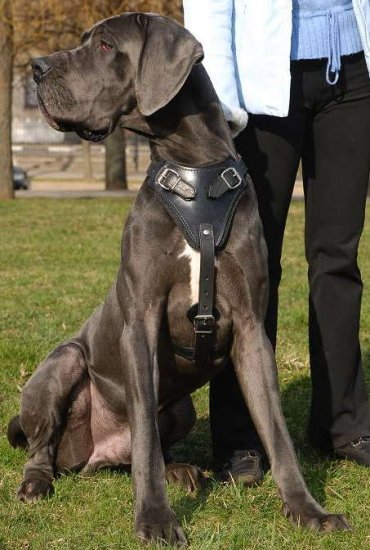 best harness for walking a great dane