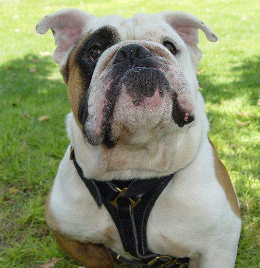 english bulldog harness leather