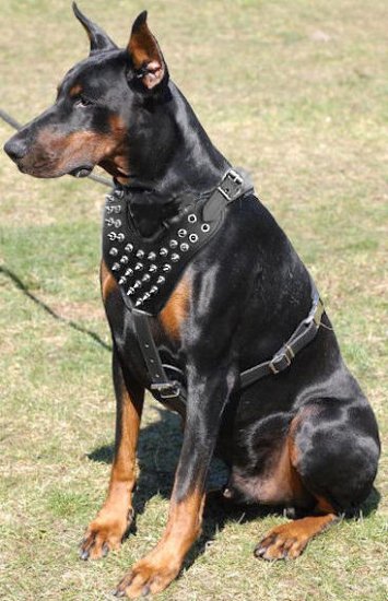 best no pull harness for doberman