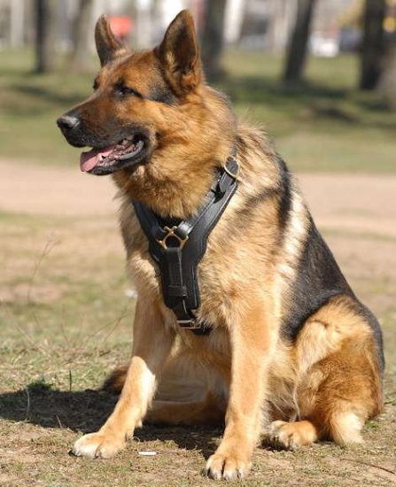 best lead for german shepherd