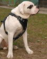 American bulldog harness best sale