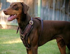 doberman tactical harness