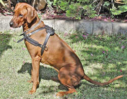 Adjustable Rhodesian Ridgeback Pulling/Tracking Leather Dog Harness Adjustable Rhodesian Ridgeback Pulling/Tracking Leather Dog Harness