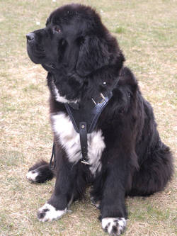 best harness for newfoundland puppy