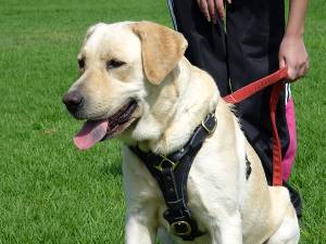 best walking harness for labrador