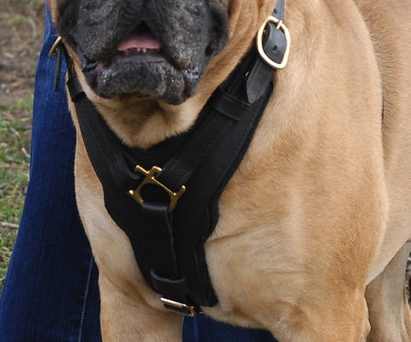 english bulldog harness leather