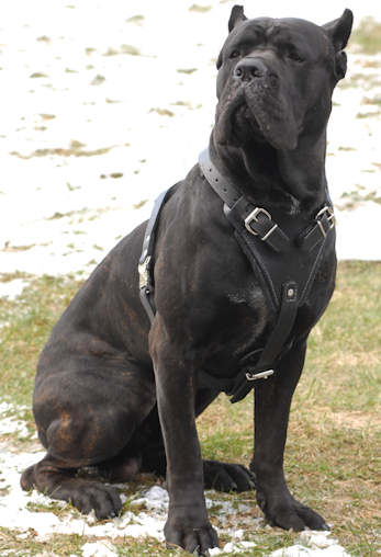 pit bull with chain