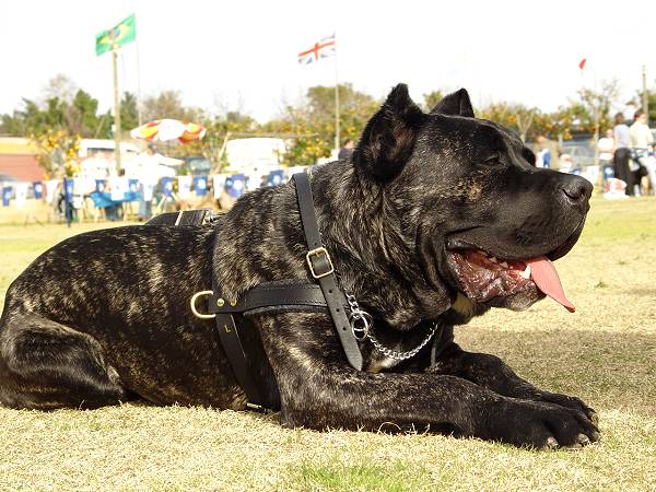 Best harness for cane corso best sale