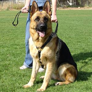 walking harness for german shepherd