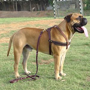 bullmastiff collars and leads