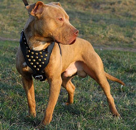 strong harness for pitbulls