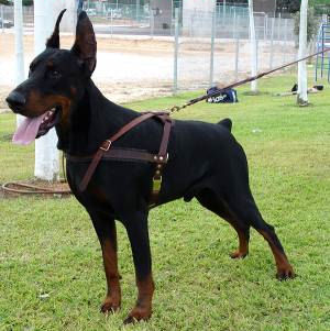 doberman leather harness